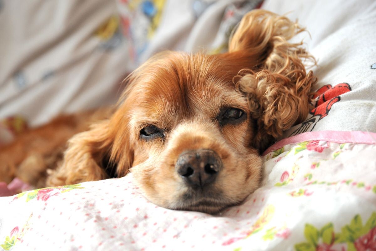 Кокер не диванная игрушка