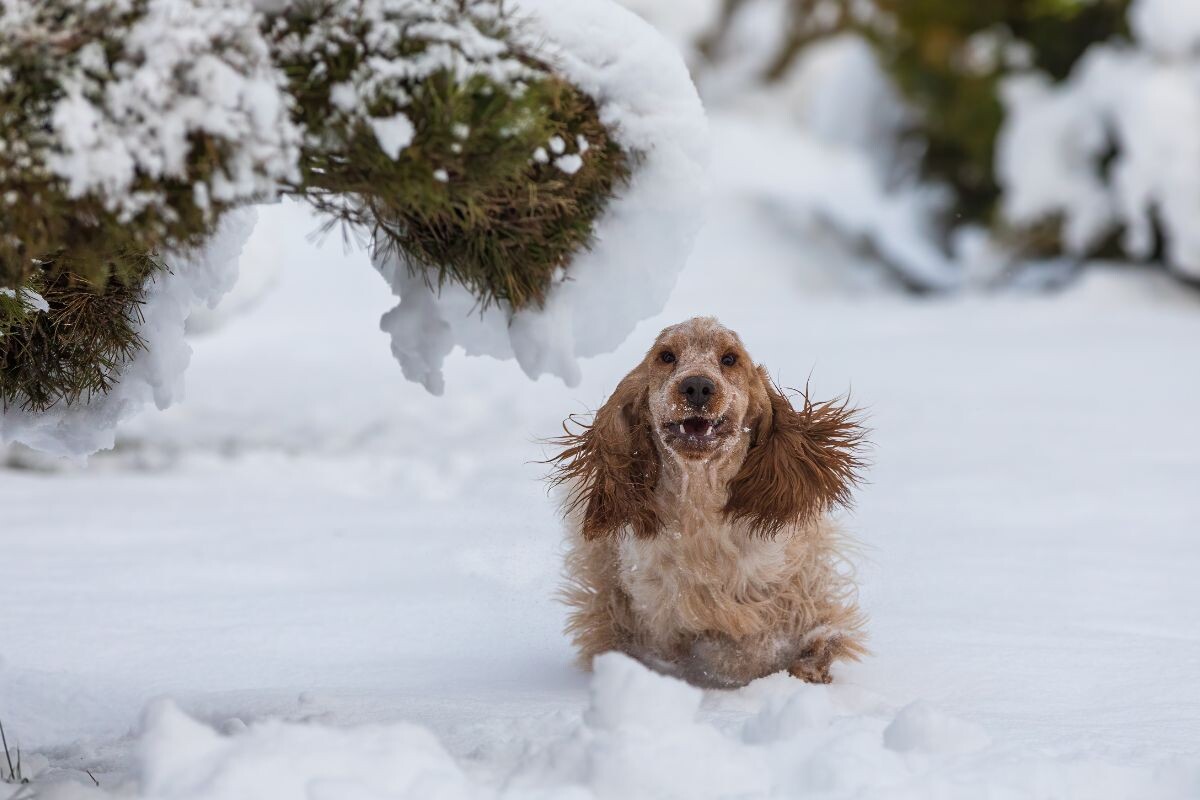 Английский кокер-спаниель на прогулке в зимнем лесу 
