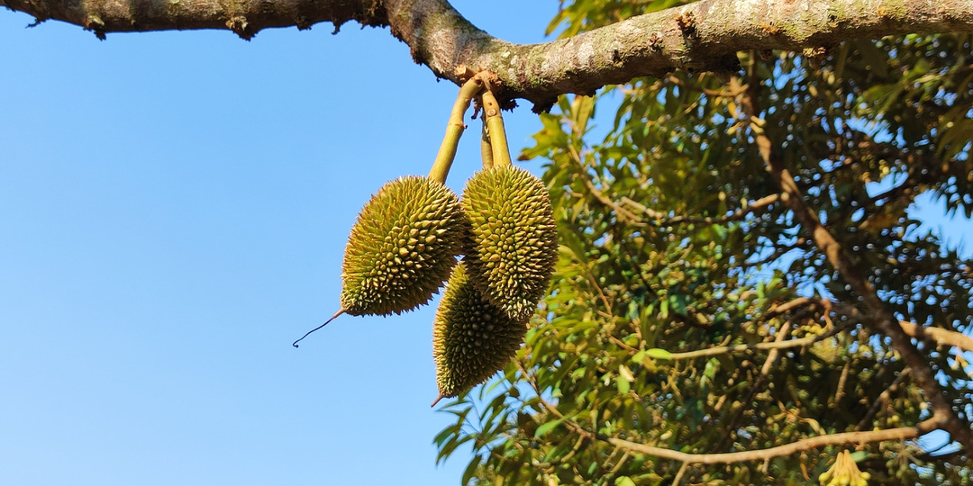 Зачем дурианам швабры? Отель у моря за 12 000 рублей в месяц - фантастика или реальность? Тропический огород. Дневник зимовки, день 61-62.