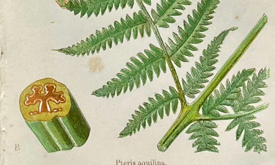 Цветок папоротника. Часть II.