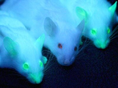    Учёные превратили кожу в живой биосенсор