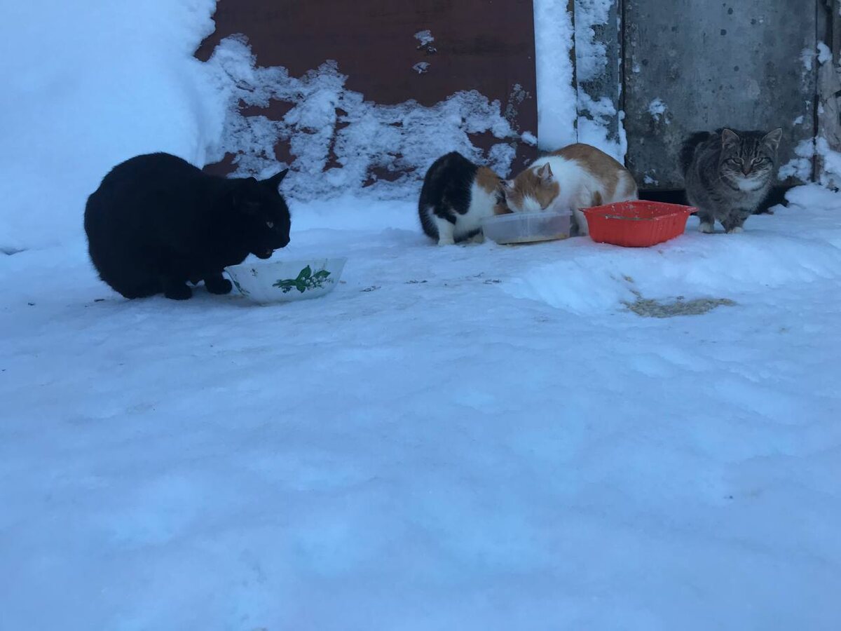 Из одной миски вкуснее