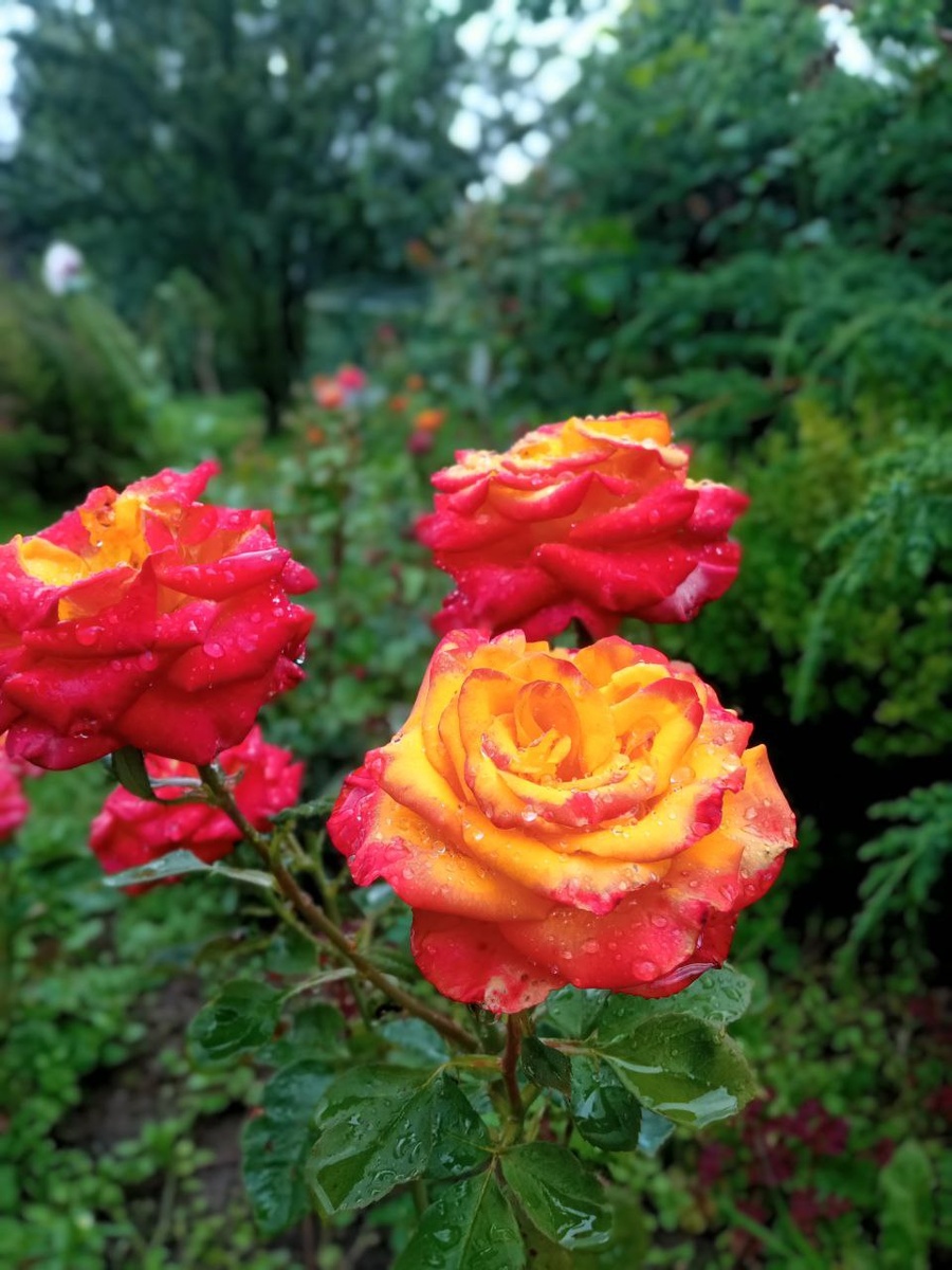 Срезочный сорт High Magic, селекция Pressman. Был саженец с ОКС