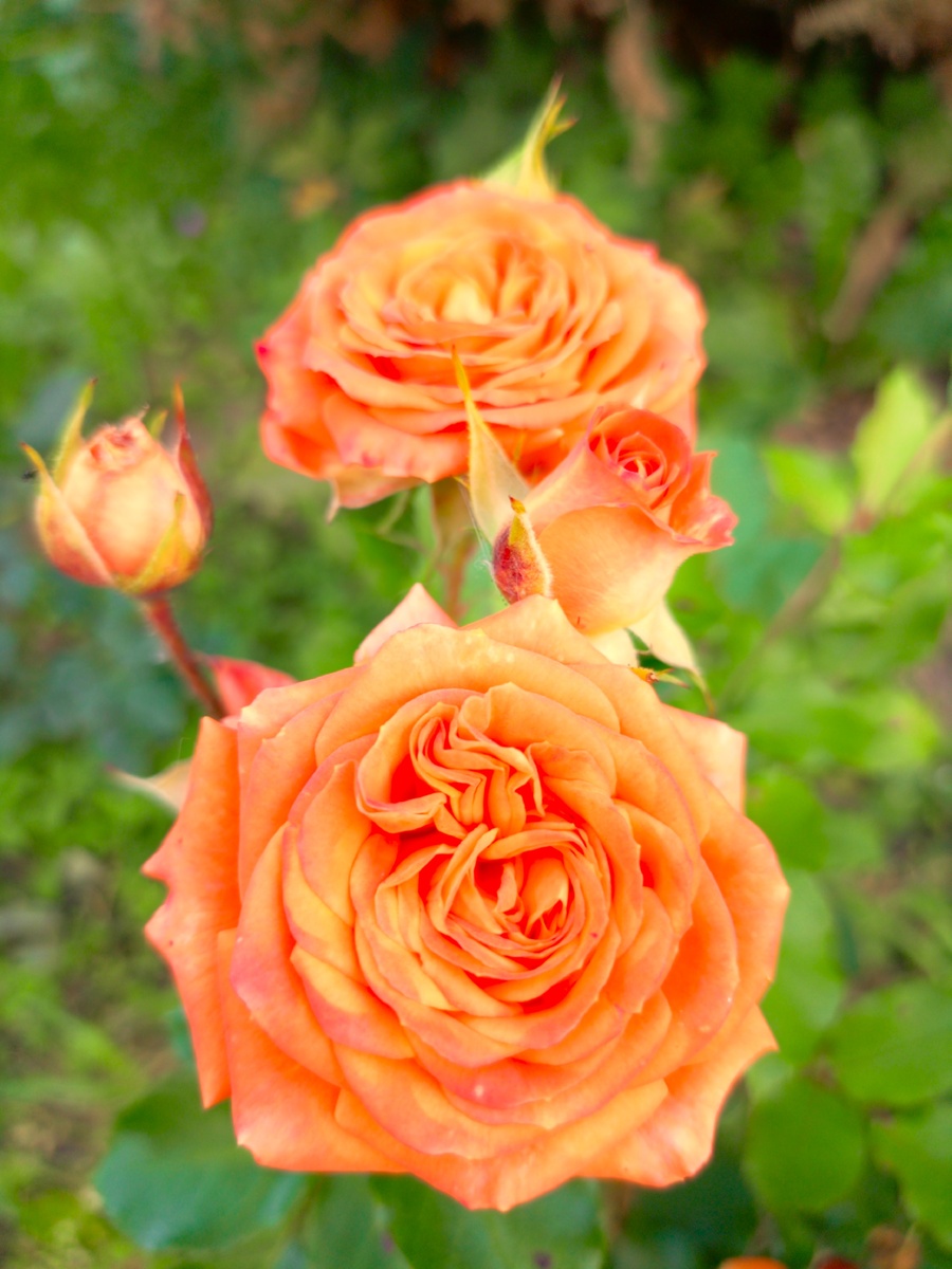 Роза-спрей Allegria, селекция De Ruiter. Был саженец с ОКС