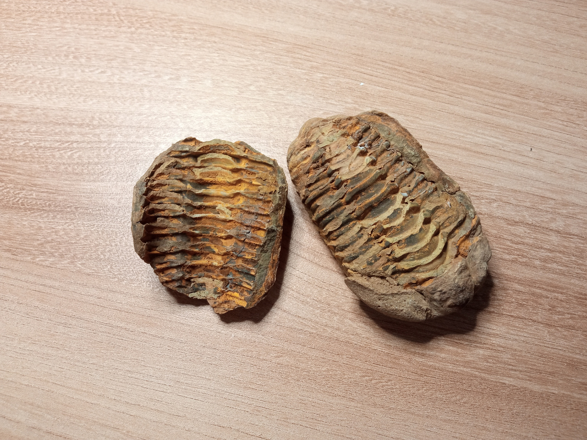 Трелобит из моей коллекции.