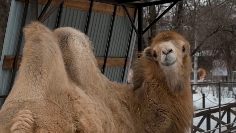    Автор фото: пресс-служба правительства Воронежской области