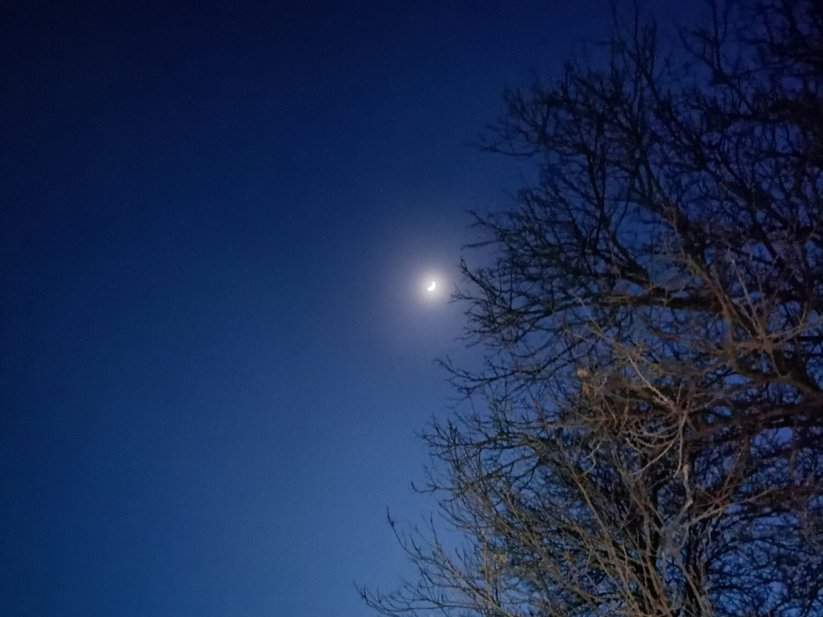 Поздний вечер, месяц и деревья (Дагестан, январь 2024)