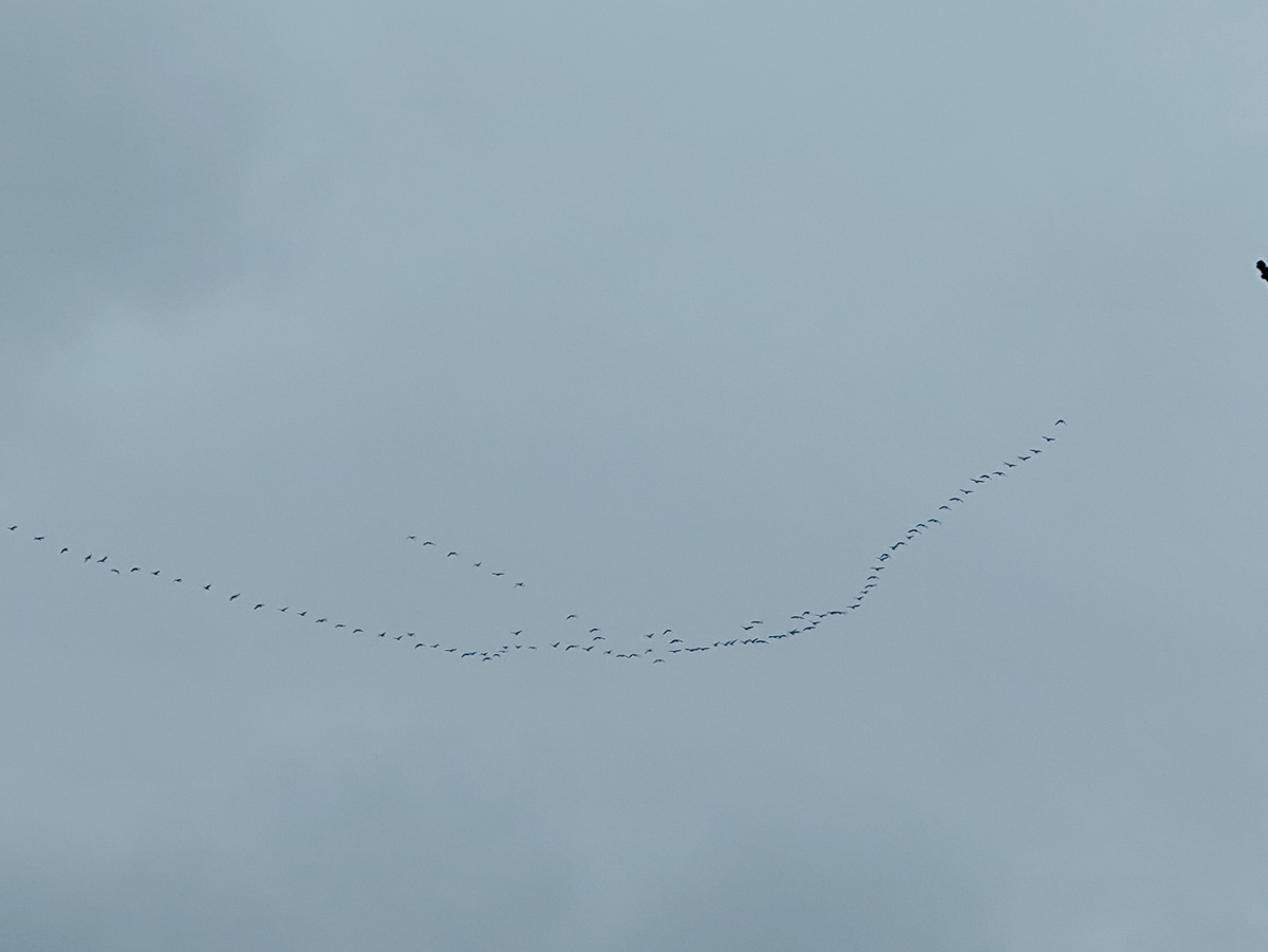 Довольно крупная стая.