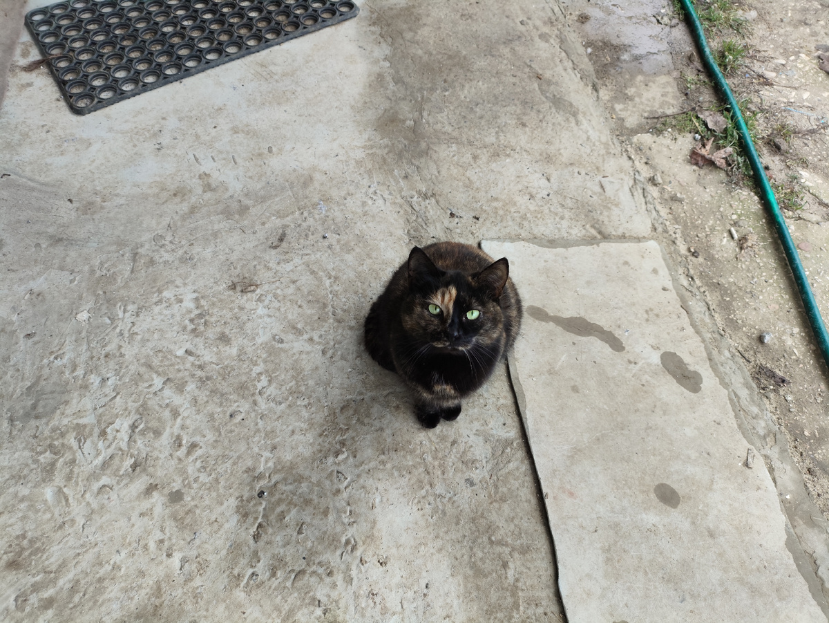 Зеленоглазое чудо...