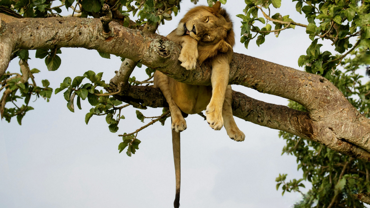 Он не спит, а отдыхает