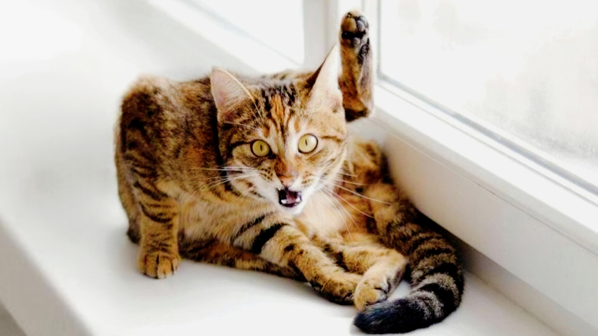 Что значит "мне ничего делать", а ты также попробуй!