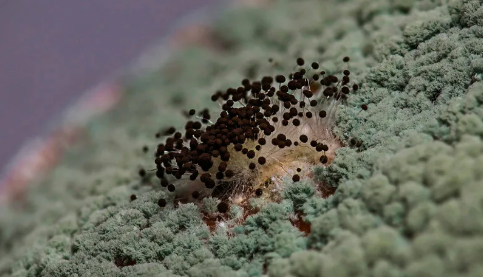 Можно ли смешивать «Фитоспорин» и «Триходерму»