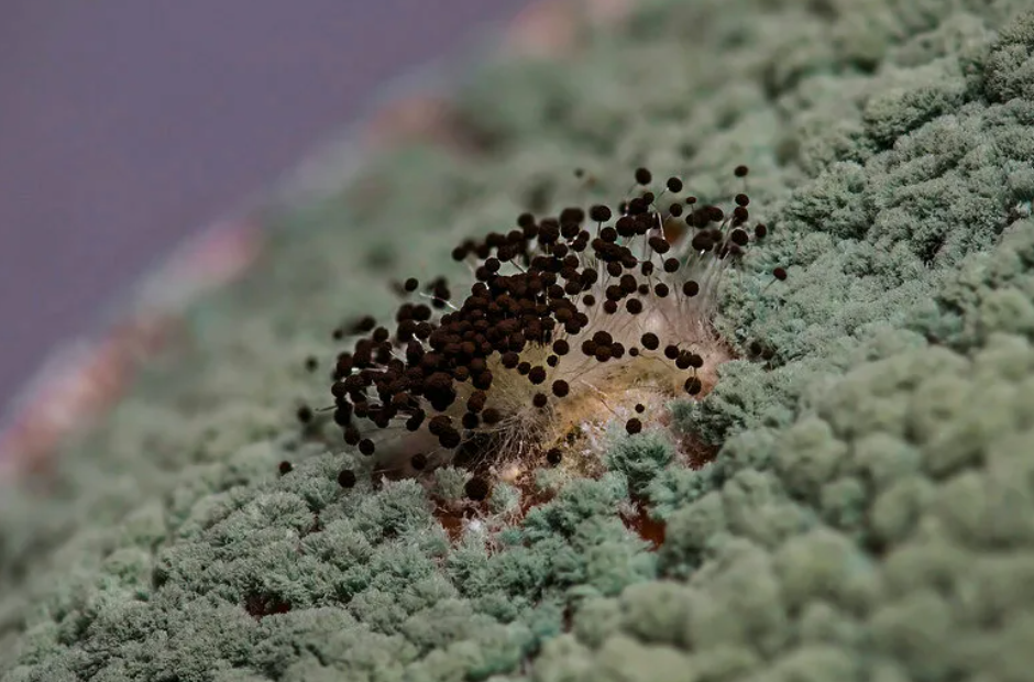 Trichoderma, фото из свободного доступа https://yandex.ru/images