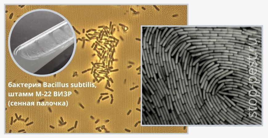Bacillus subtilis, фото сайта https://stop-pest.ru