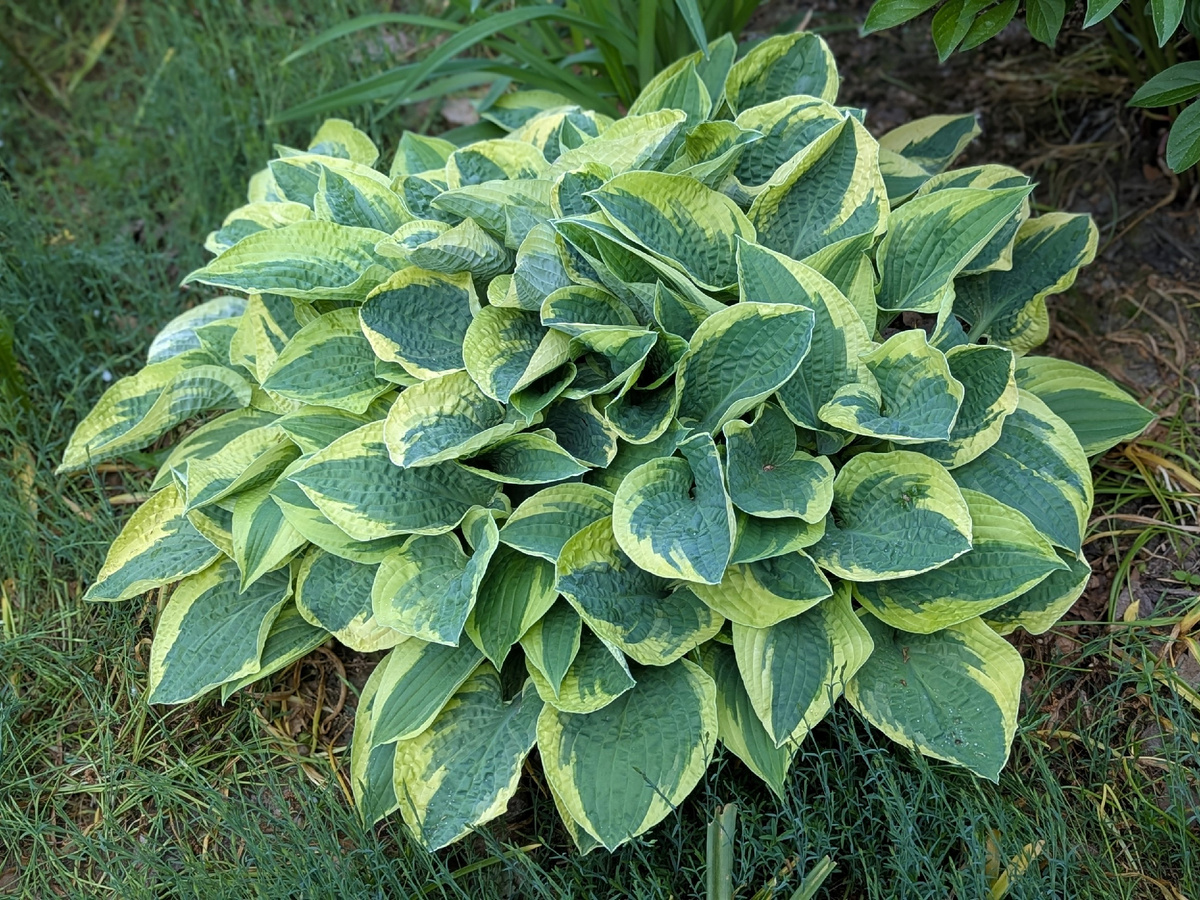 Начало июня 2025 года. 