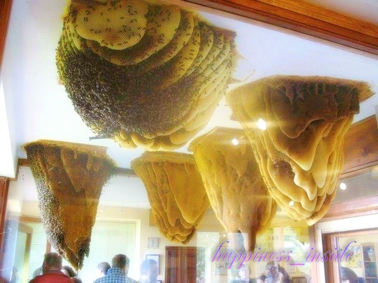 музей пчеловодства. фото взято из открытых источников в интернете и доработано автором с помощью ИИ