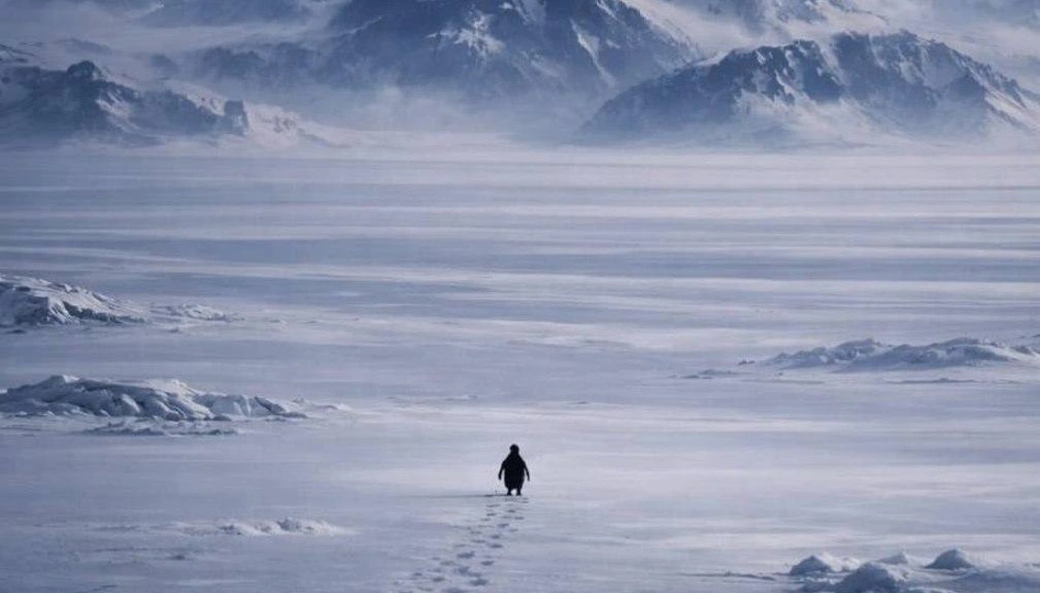 Почему весь мир смотрит видео про уходящего в горы пингвина и что с ним стало на самом деле