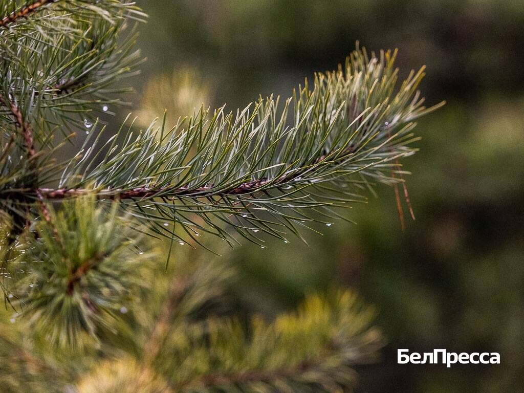     Фото: Алексей Дацковский