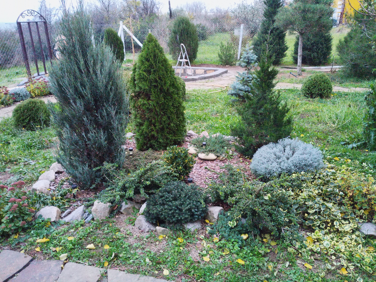 Декабрь 2024 года. Туя Брабант (в центре), можжевельник Скайрокет (слева), Виргинский можжевельник (справа), ель Нидиформис (круглая подушечка в центре). Всем уютно. Более свежее фото не показываю, так как Скайрокет прошлой весной лишился 5 стволов, а летом был жёстко обрезан. Пока это фото красивее ).