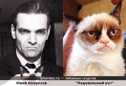 Знаменитый фотопортрет Юрия Кнорозова с кошкой Аспид (Асей) стал мемом. Источник: likeness.ru
