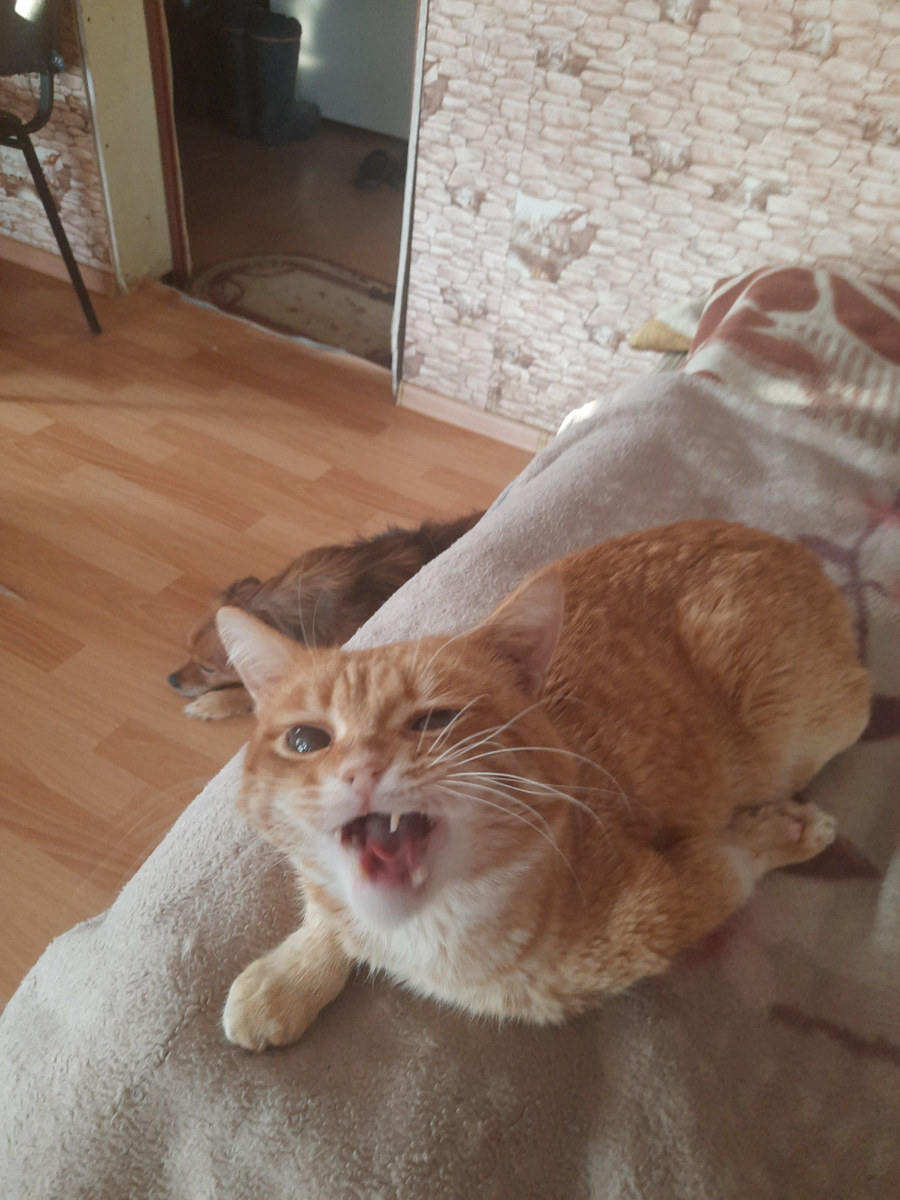 Рич возмущён 