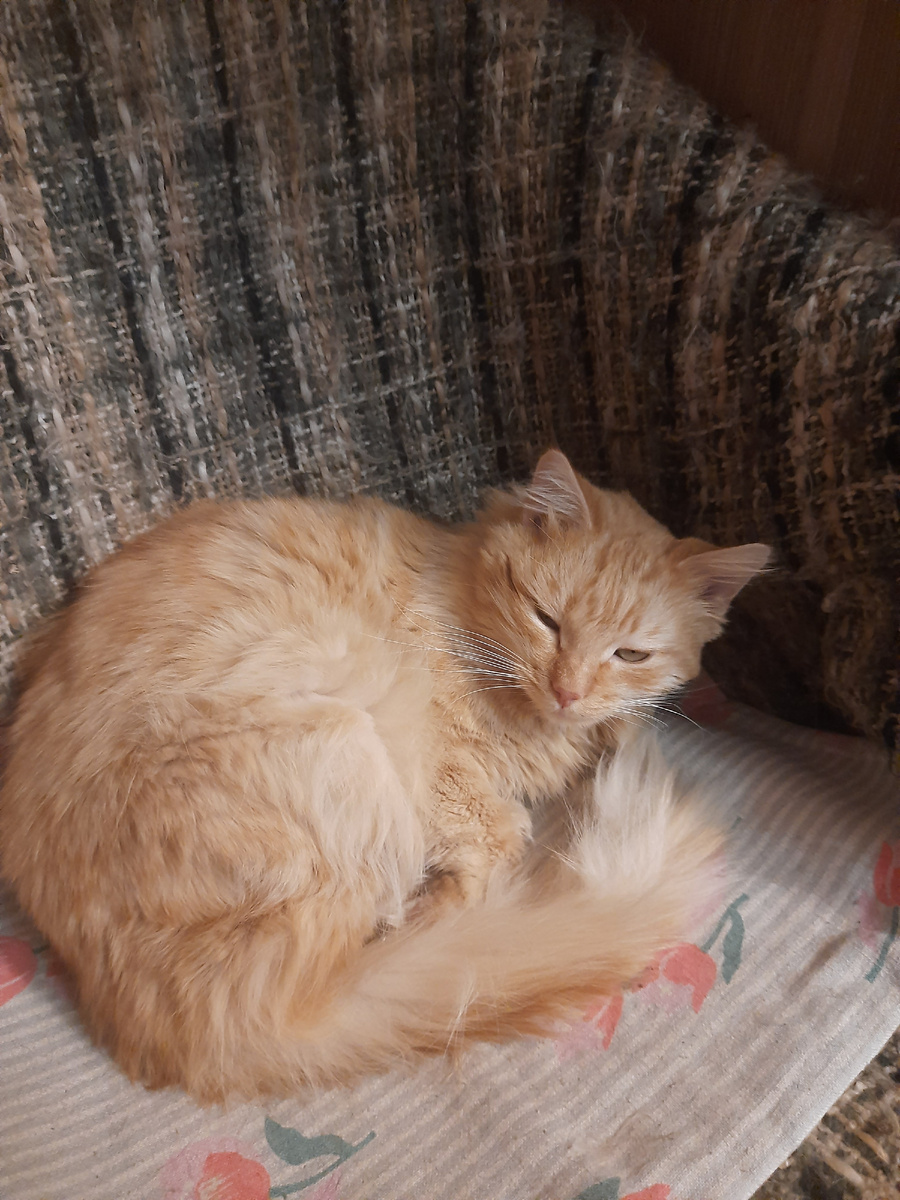 Серкан, Серкашка