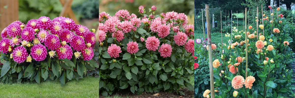 Георгины разной высоты. Источник фото: https://ru.pinterest.com/pin/9429480463771765/