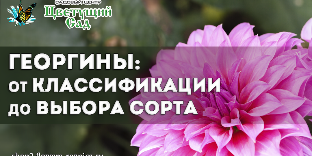 Георгины: от классификации до выбора сорта