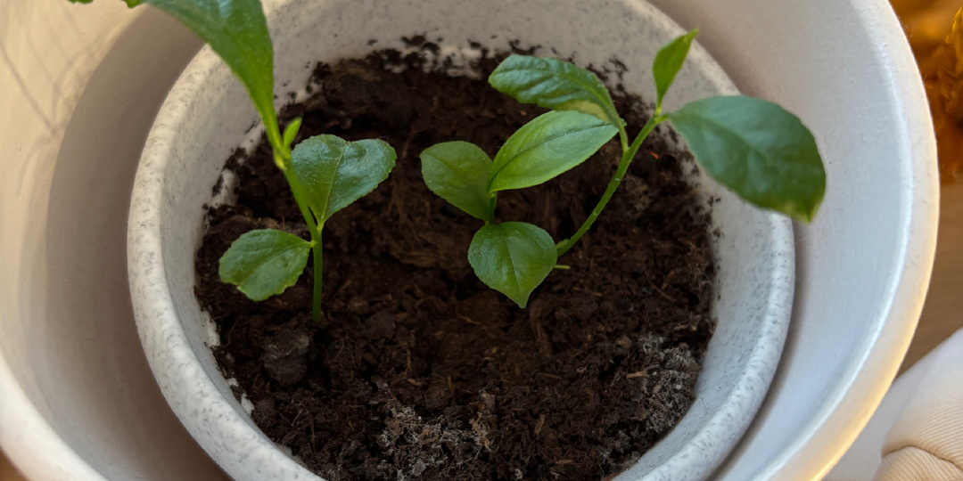 Как вырастить лимон из косточки.