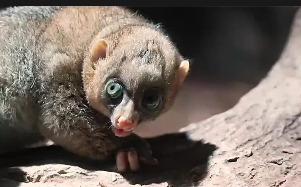 Рождение детёныша потто вМосковском зоопарке