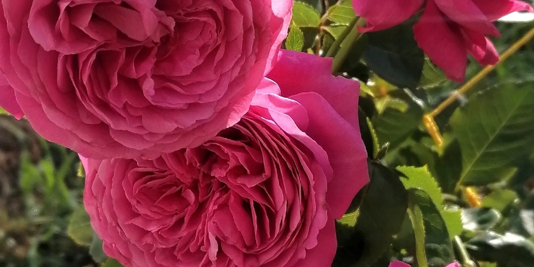 Отзыв о японской розе шраб «Гектор» (Hector)