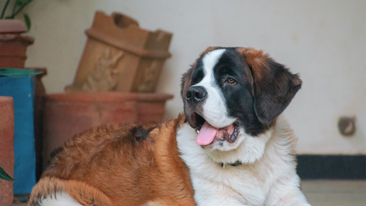   Хозяин может самостоятельно помочь собаке при приступе тревожности