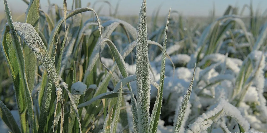 Зимний стресс у растений: как распознать и минимизировать его последствия