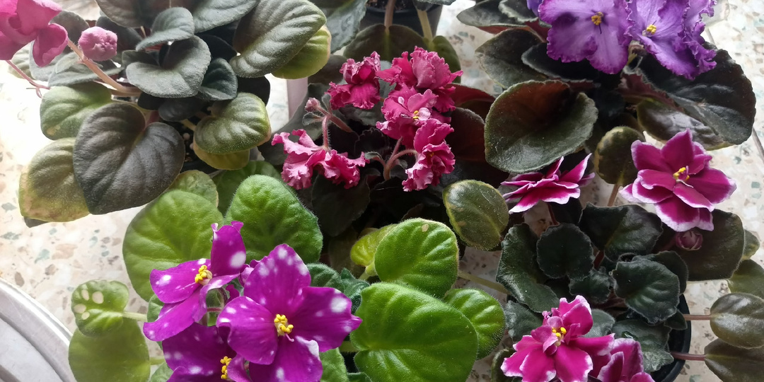 О том, как я фиалки приручала!