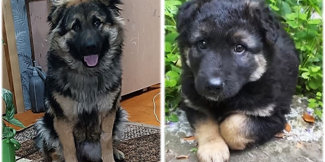 🙏 Весте Нужна Ваша Помощь! Подарите Собаке Счастливую Жизнь! ❤️