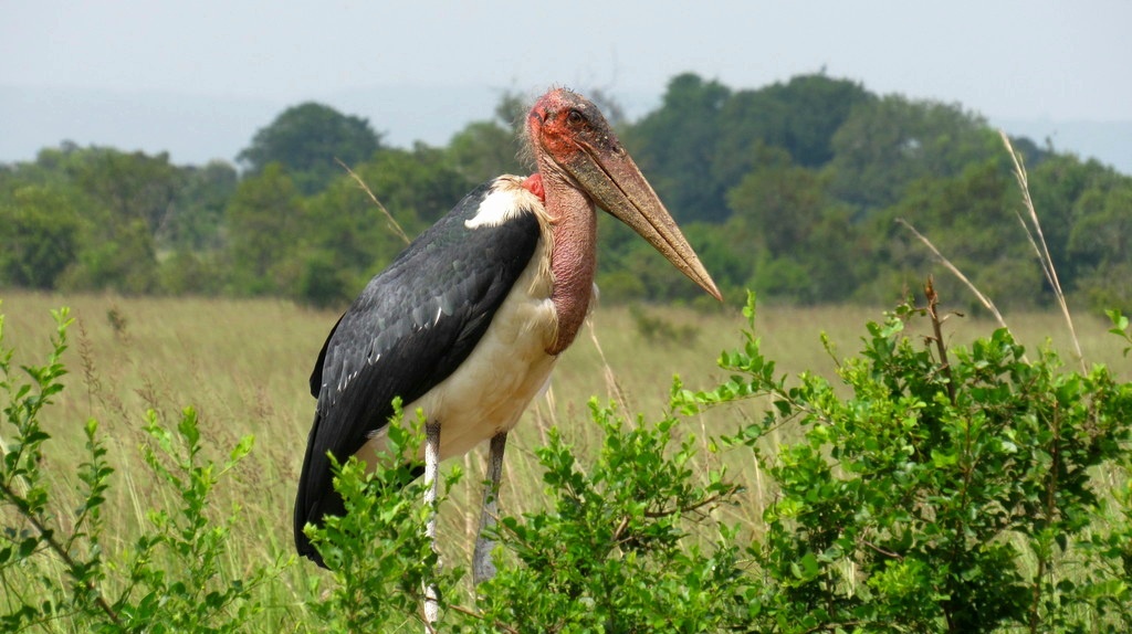 Африканский марабу