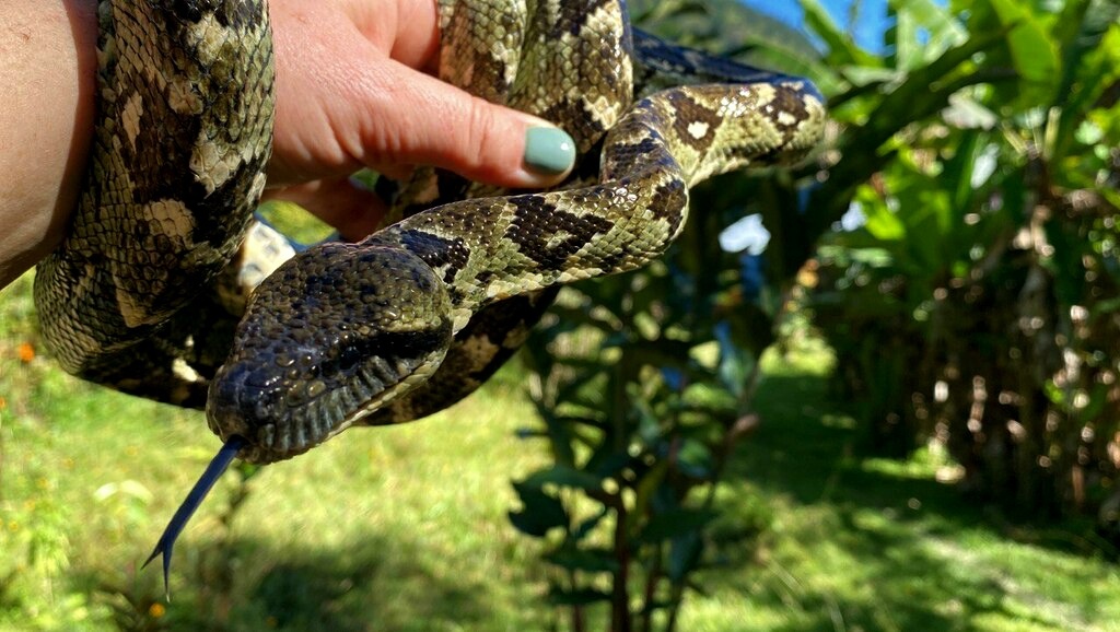 Древесный мадагаскарский удав