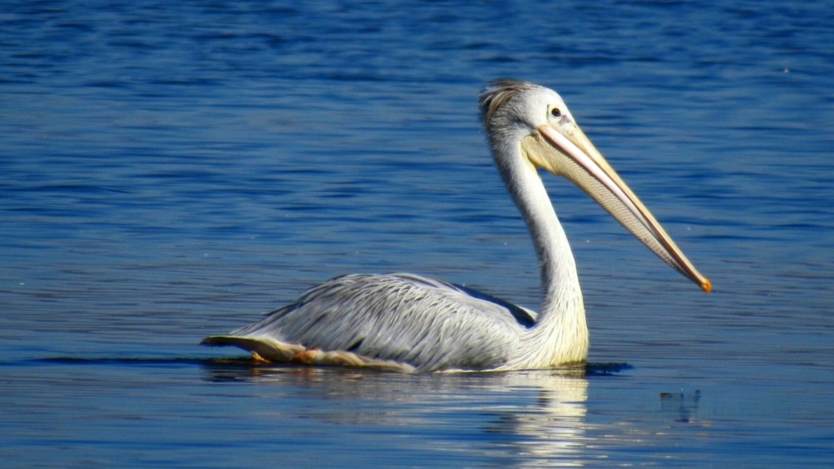 Розовоспинный пеликан