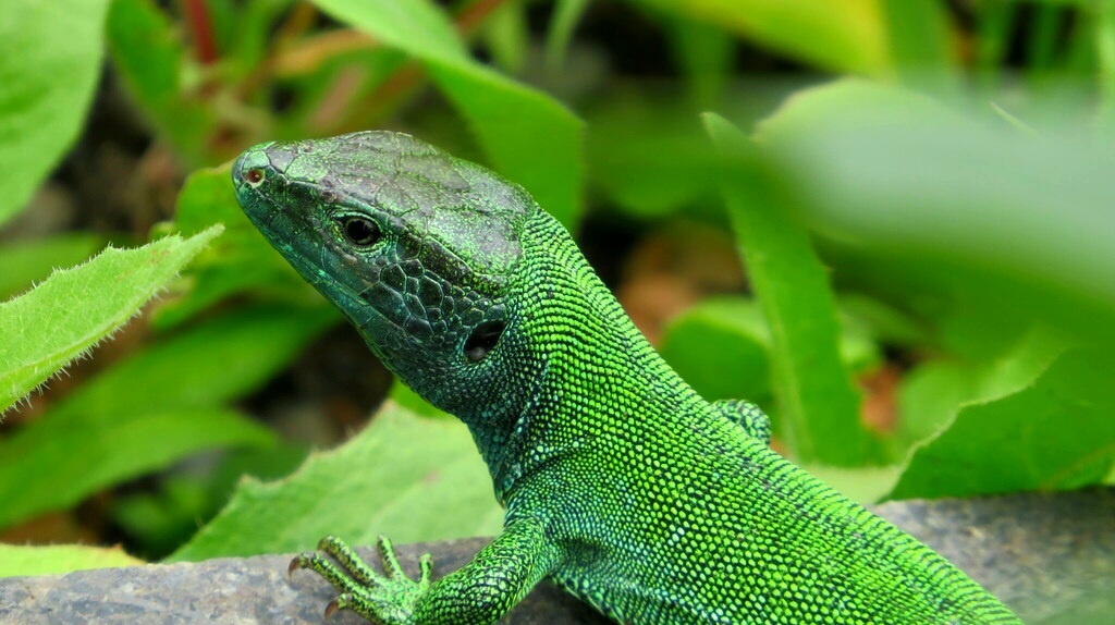 Ящерица Бёме