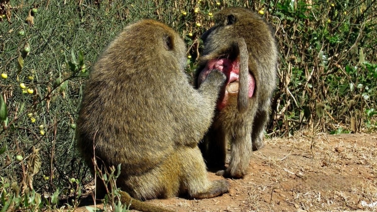 Павиан Анубис