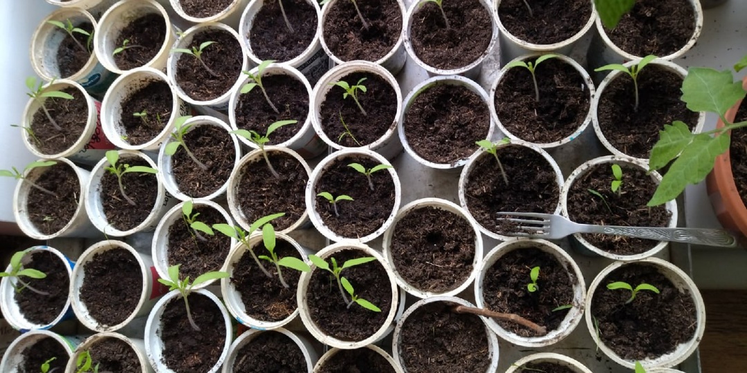 Сеем 3-5 февраля: как получить сверхранний урожай помидоров – без теплицы и без фитофторы