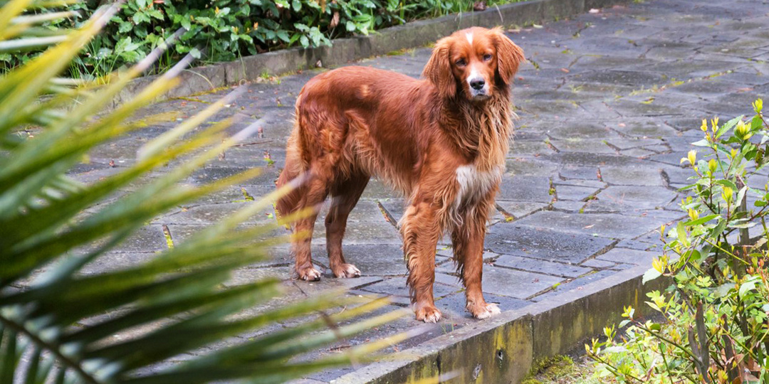 Правда ли, что попадание воды в уши вызывает отит у собак?