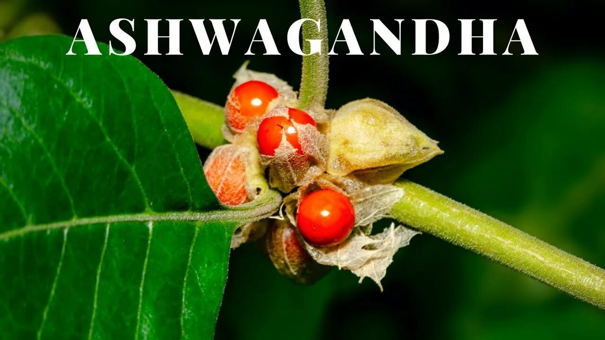 растение ашваганда