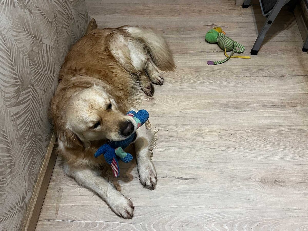 Игрушки. Слоник в пасти. Обезьянка забыта и валяется без дела. А сам мокрый , только с улицы пришел.