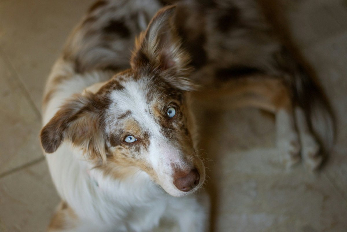    Регулярные ветеринарные осмотры — основа долгой и здоровой жизни для любой собаки породы колли