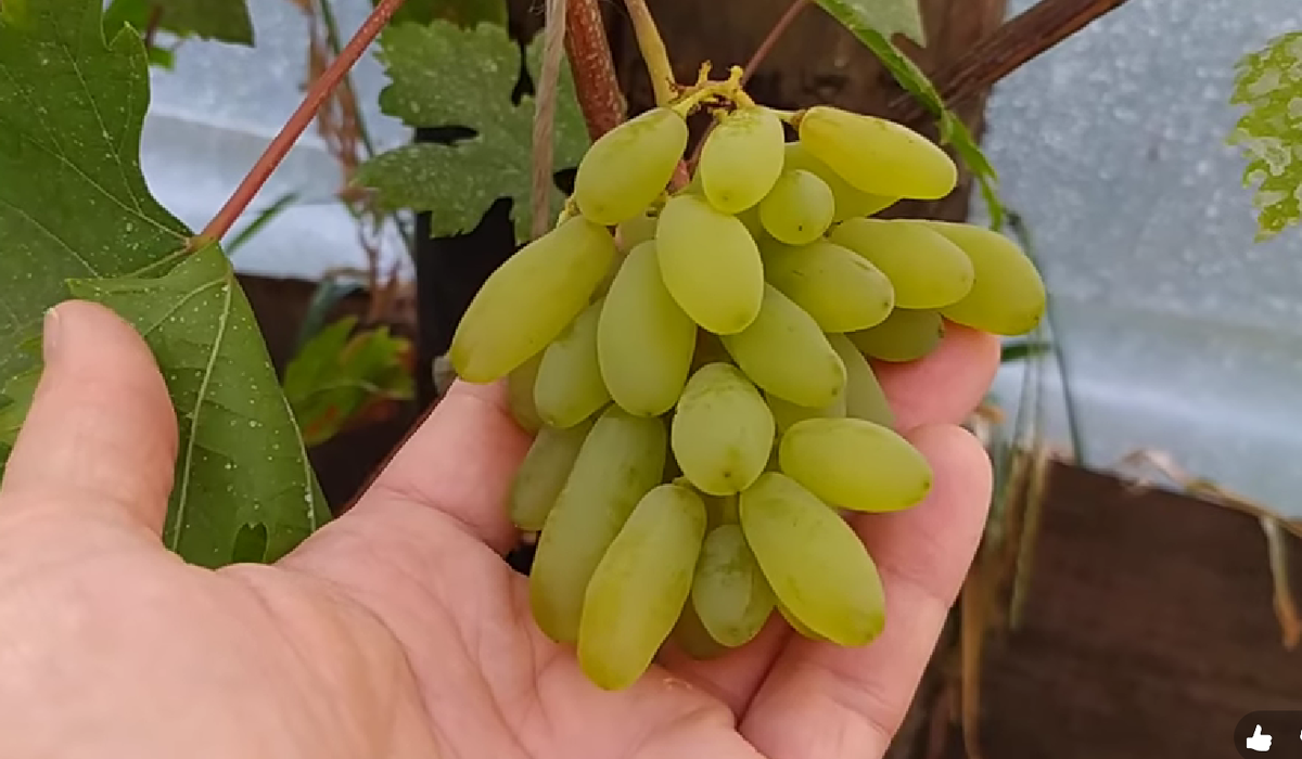 Ламбарджини