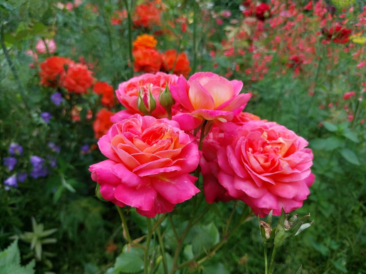 Роза Мидсаммер.