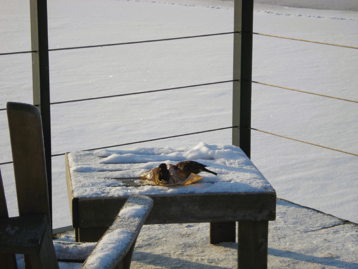  обедающие воробьишки