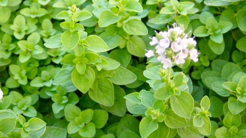 Майоран (душица садовая, Origanum majorana)