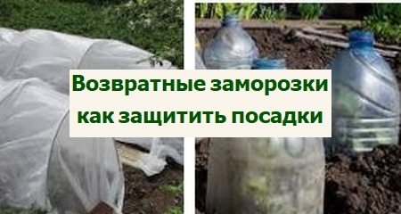 возвратные заморозки - защита